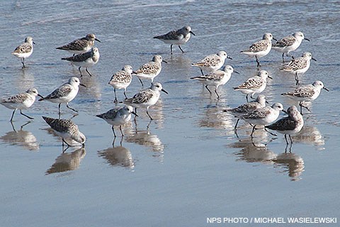 Twenty-one small gray shorebirds stand and walk facing right on a wet sandy beach.
