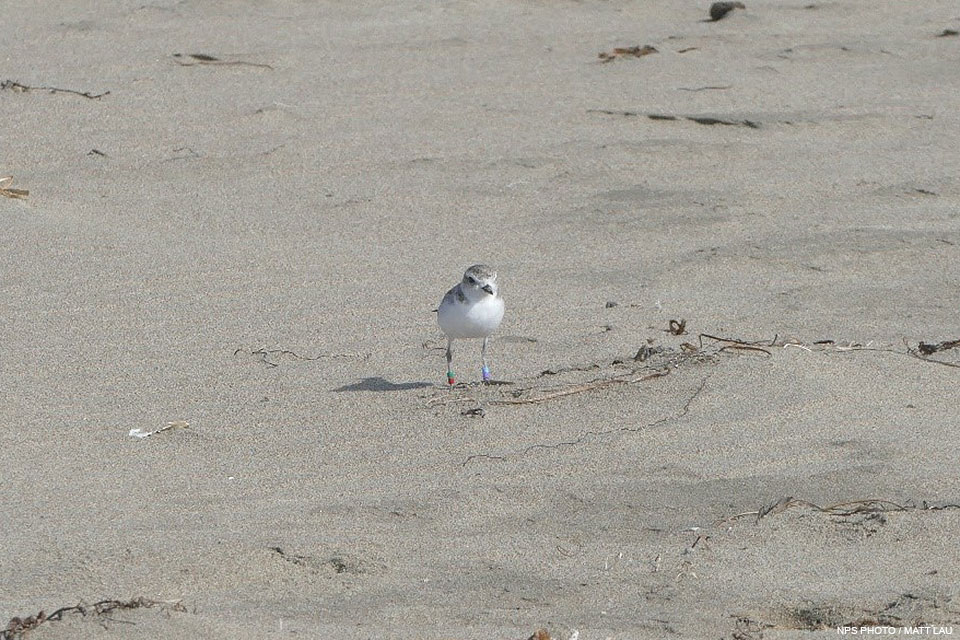 A solitary small brown-backed, white-breasted shorebird with leg bands stands on a sandy beach.