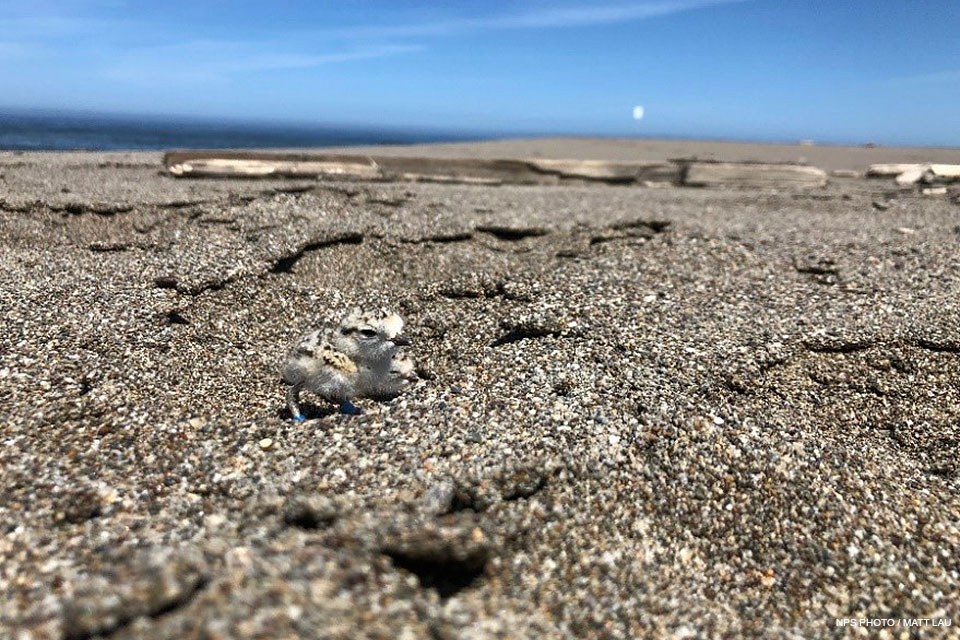 Two 2-inch-tall snowy plover chicks, with speckled backs and white underbellies, sit in a footprint on a sandy beach, with the ocean and blue sky in the background.
