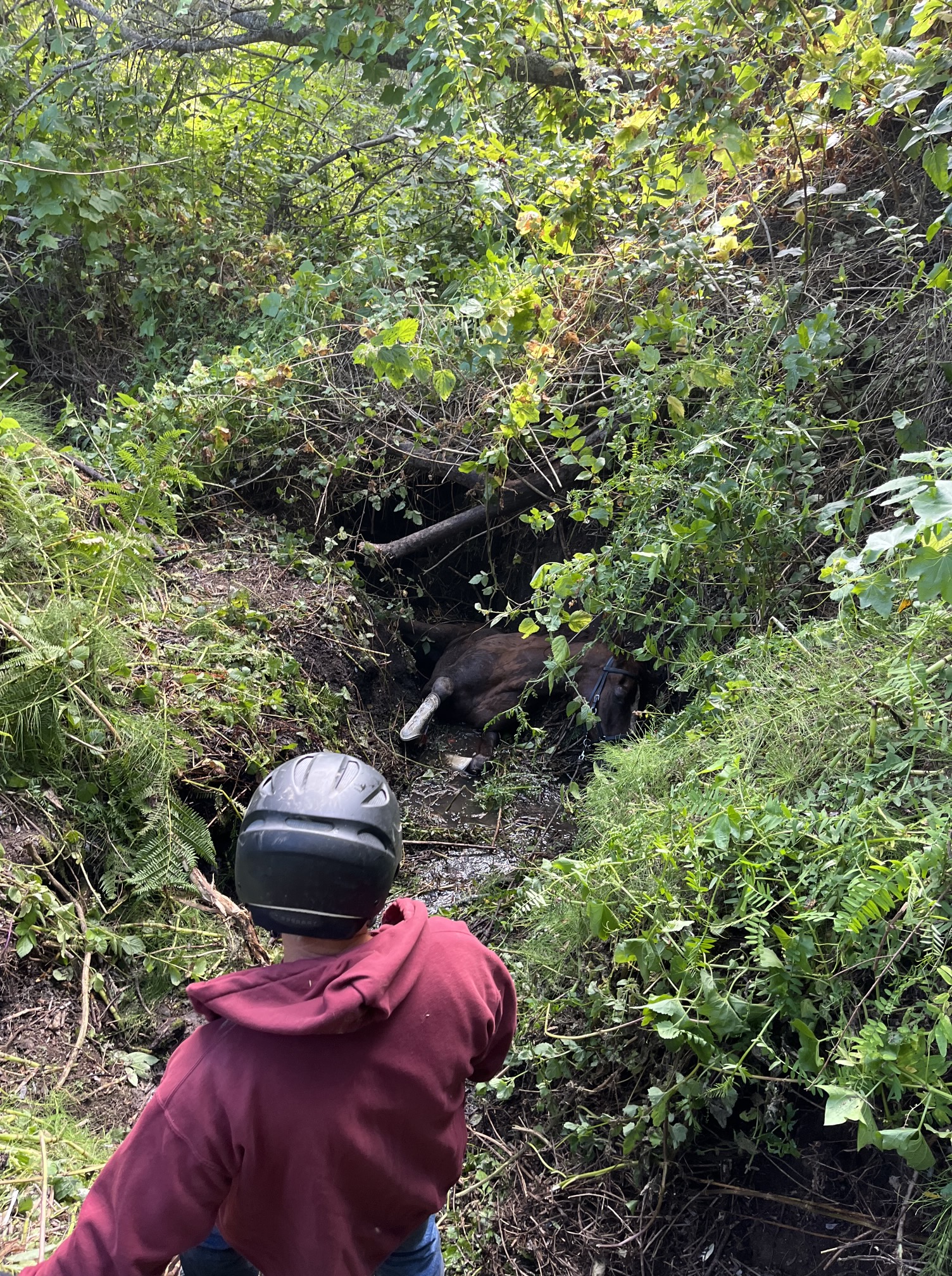 A  man in a helmet stands near a horse wedged in a vegetated ravine