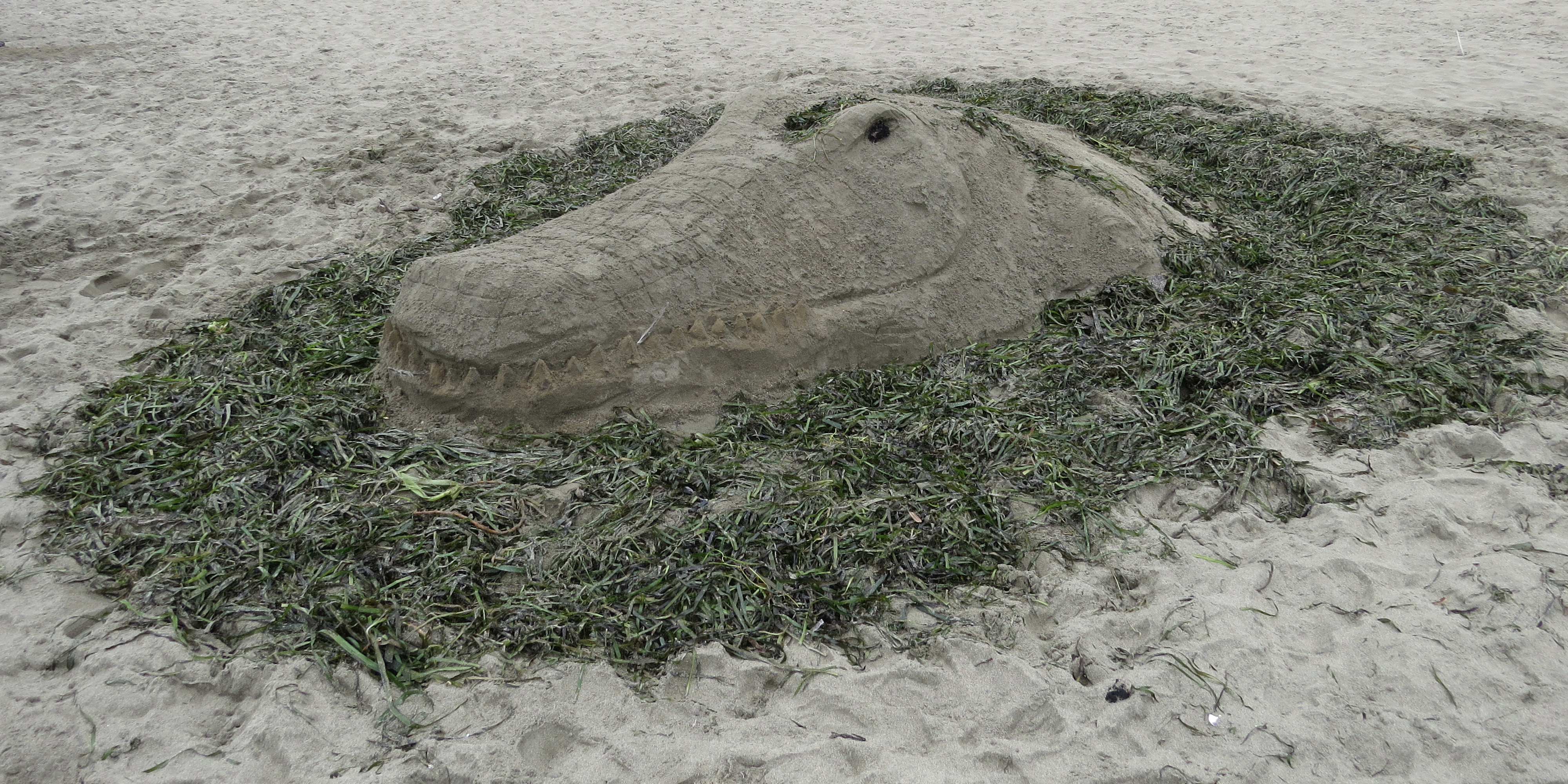 A sand sculpture of an alligator's head surrounded by seaweed.