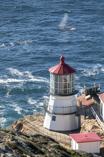 A whale spout and back visible next to white and red lighthouse