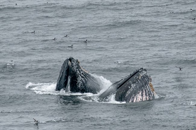 Two humpback whales with water-filled mouths break the surface of the ocean.