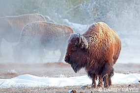 Bison on a snowy day in Yellowstone National Park. © Darby Hayes.