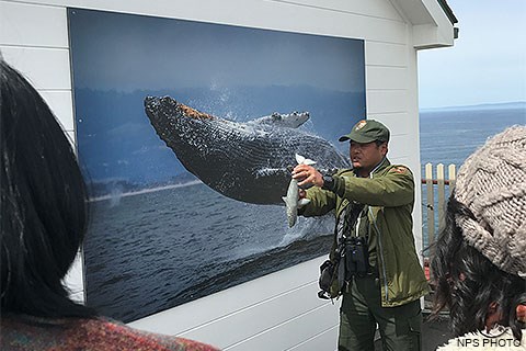 A male ranger standing beside a large photo of a breaching humpback whale while talking with visitors about how gray whales dive.