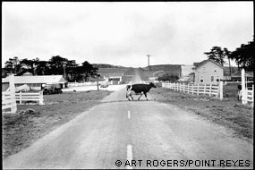 "Cow Crossing – Spaletta Ranch 1975" © Art Rogers. Photograph of a cow crossing Sir Francis Drake Boulevard at the Spaletta Ranch.