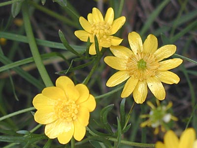 Buttercup flower