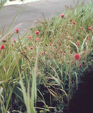 Franciscan Thistle