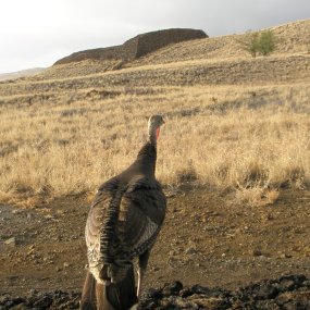 Turkey enjoying the view at the Visitor Center.