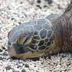 basking green sea turtle