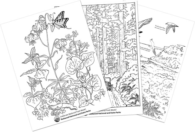 3 coloring pages; 1 with wildflowers, 1 with a Model-T car driving through old-growth redwoods and 1 with migrating birds