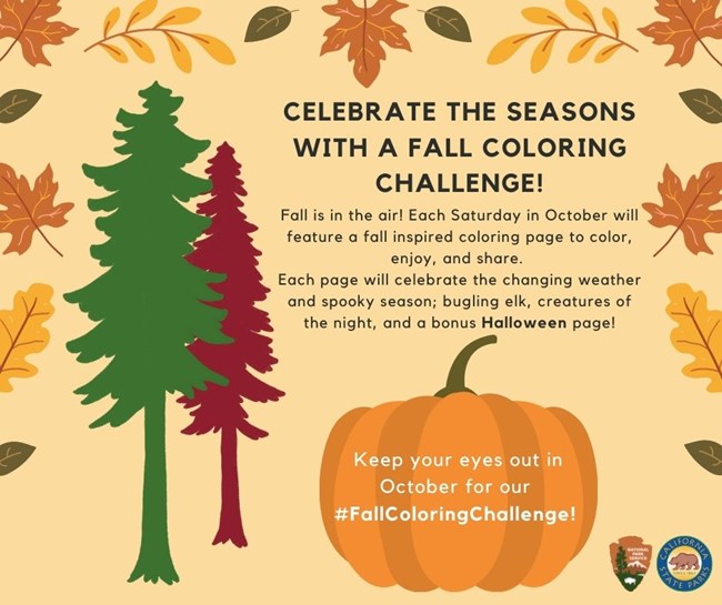 A graphic with the words explaining the fall coloring challenge, the same as the website info! Orange with graphics of pumpkins, fall leaves, and trees.