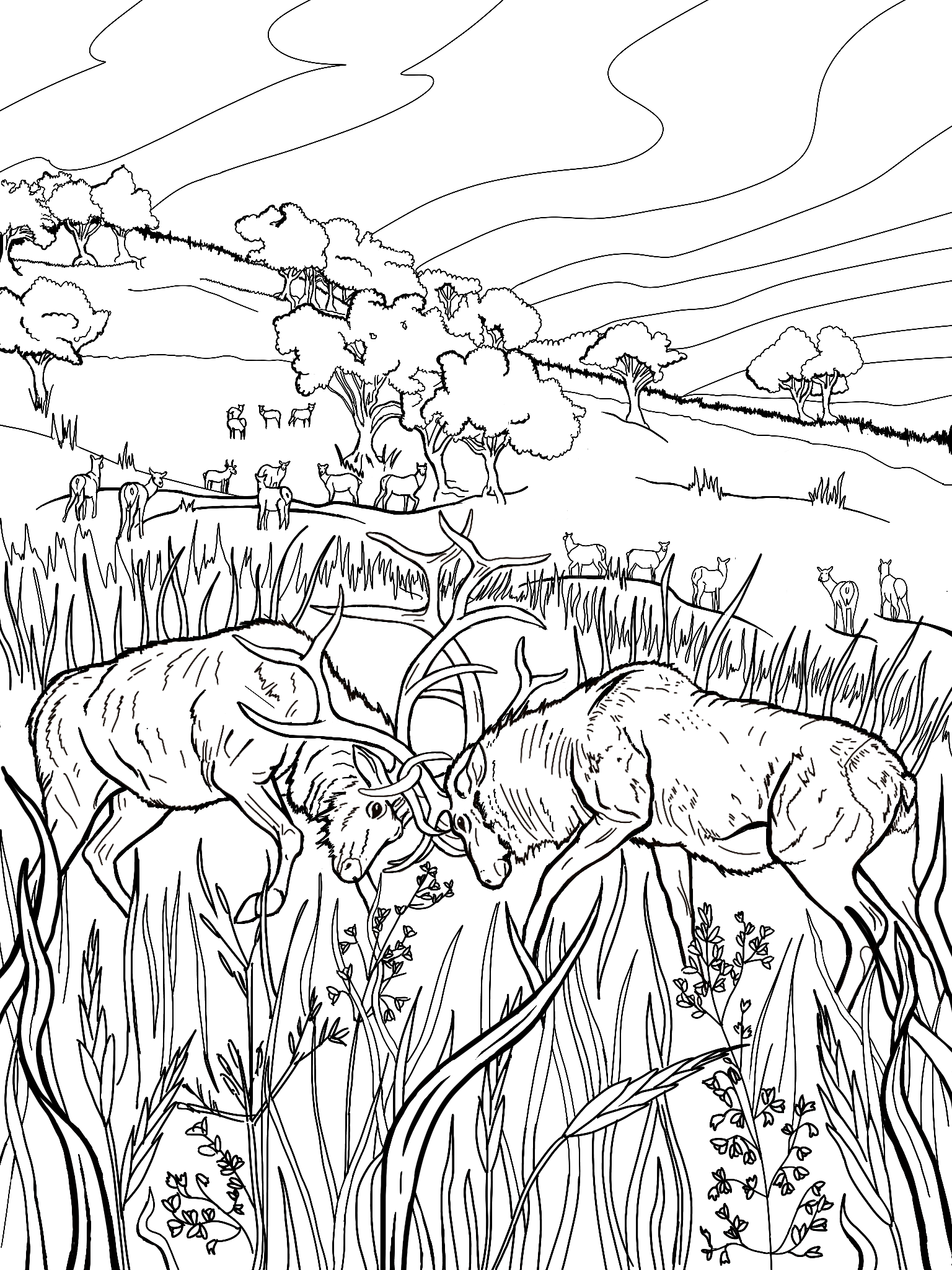 A black and white graphic shows 2 male elk sparing with their antlers in a prairie. The female elk can be seen in the background, dispersed around the oak trees. The whole scene is depicted in the bald hills, an oakland prairie.