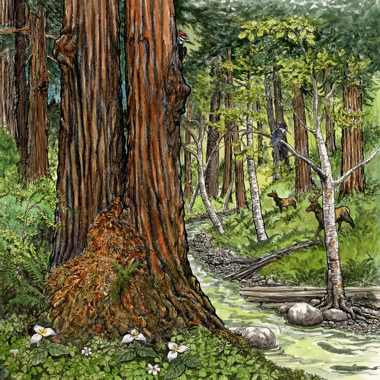 Illustration of a complex and healthy river and forest