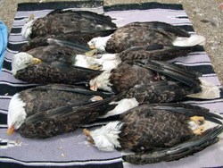 Six bald eagles laying dead on the ground.