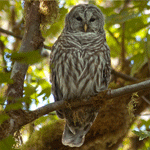 Barred-Owl sits in a tree.