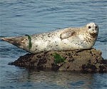harbor Seal laying on a rock.