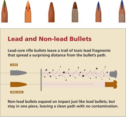 Lead vs non-lead bullet diagram.