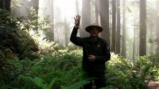 A park ranger in the Redwoods