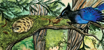 murrelet illustration