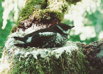 murrelet adult in tree
