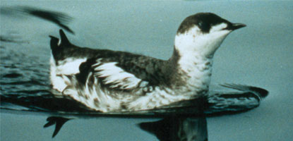 murrelet winter plumage