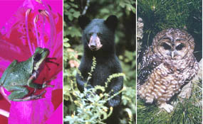 Pacific tree frog, American black bear, northern spotted owl