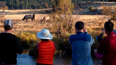 Visitors observe elk from a safe distance