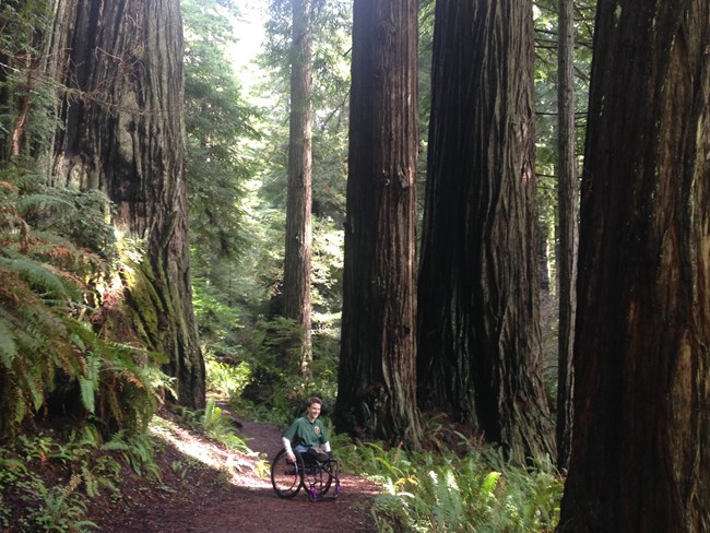 A women in a wheelchair looks at redwoods on a trail.