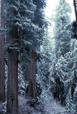 redwoods_in_snow_250px