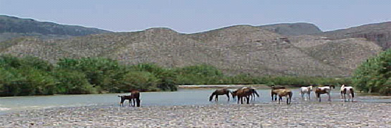 Trespass livestock