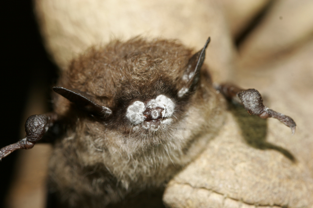 Closeup of a little brown bat with white fungus covering its face.