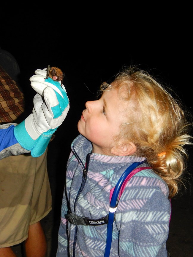 Closeup of a little girl gazing admiringly at a bat held by a researcher.