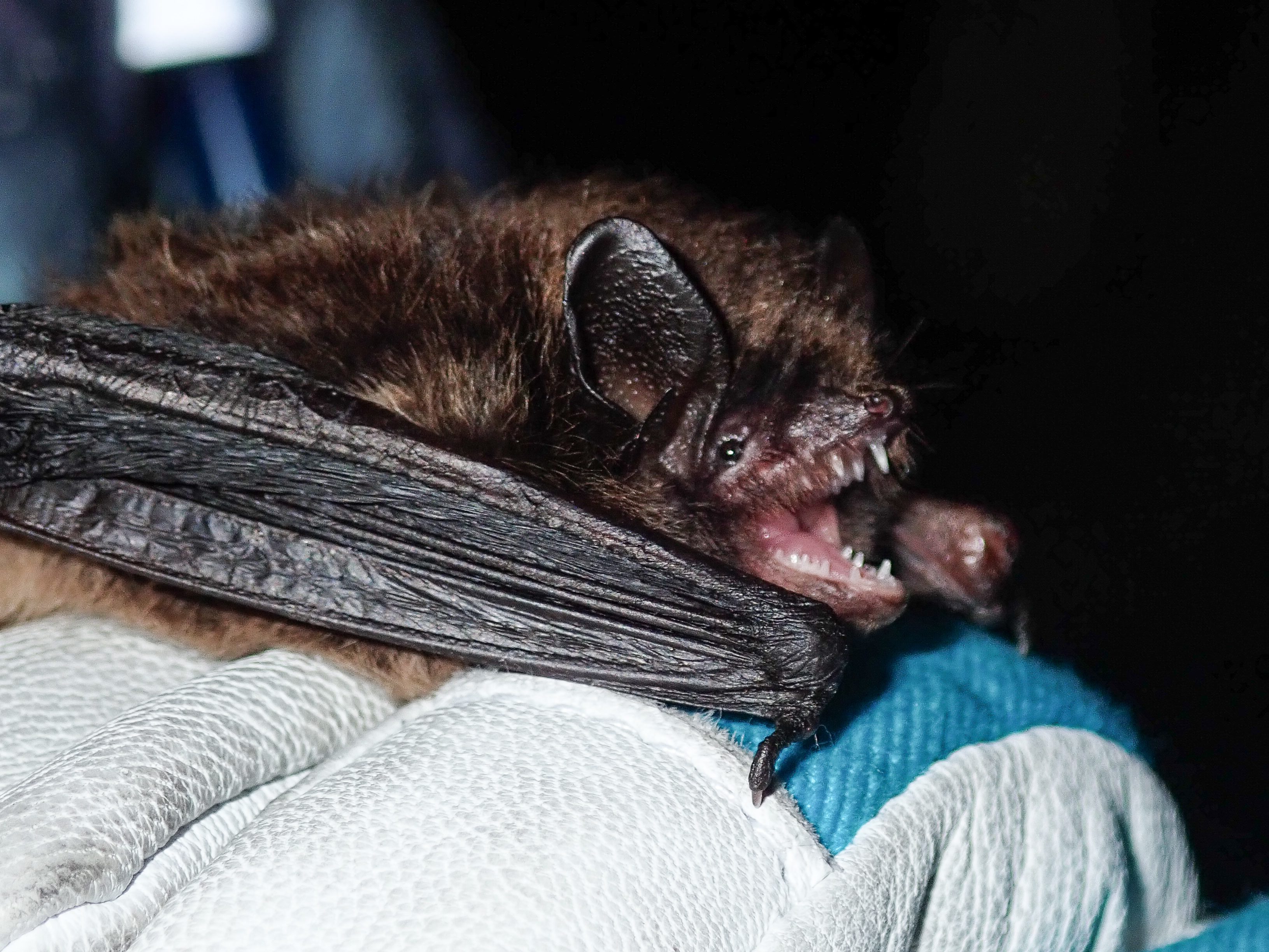 Closeup of a little brown bat on a researcher’s glove.