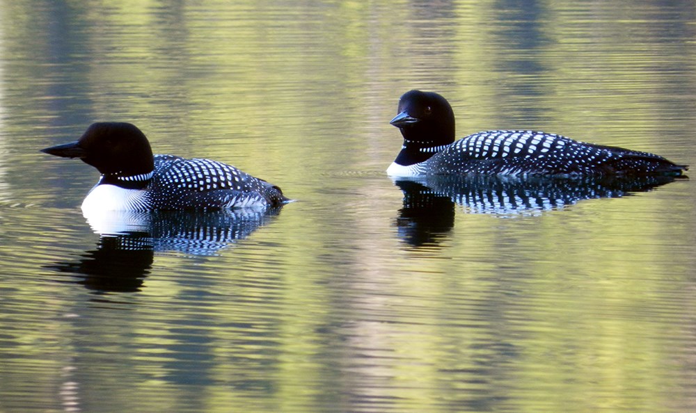 Pair of common loons with black heads and bills and black and white spotted backs