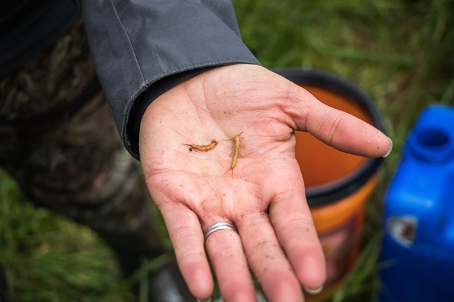 Two pale insects rest on a woman’s open palm.