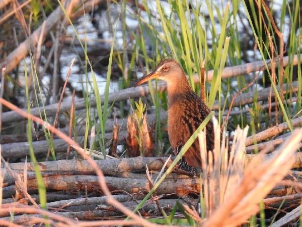 A brown and tan bird with a long bill stands tall atop one of several downed trees lying horizontally across the water.  Cattails are growing around it.