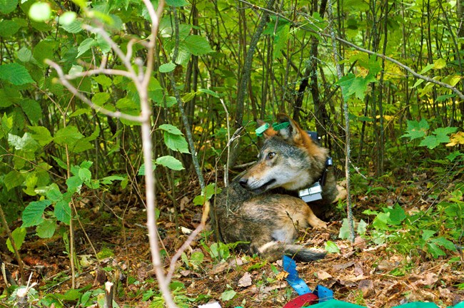 This wolf is slowly coming out of a sedated state, after having been fitted with a GPS collar.