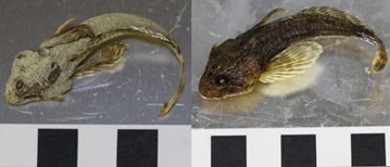 A desiccated slimy sculpin on the left, is compared to the same specimen, rehydrated, on the right.