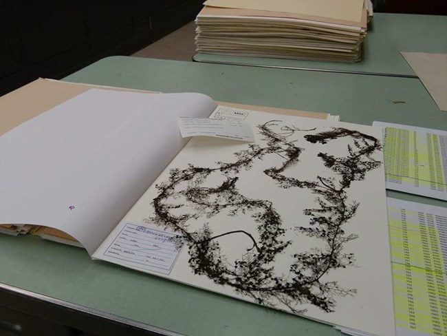 A herbarium sheet featuring a pressed bladderwort sample