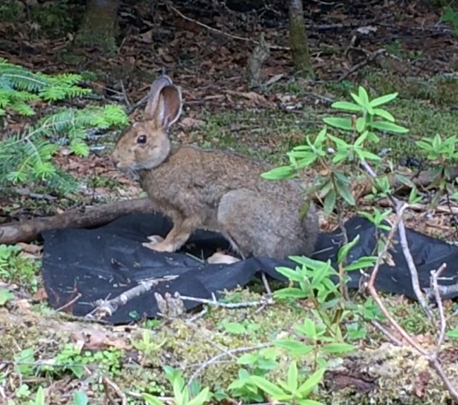 A snowshoe hare sits on a canvas laid on the forest floor at Apostle Islands National Lakeshore