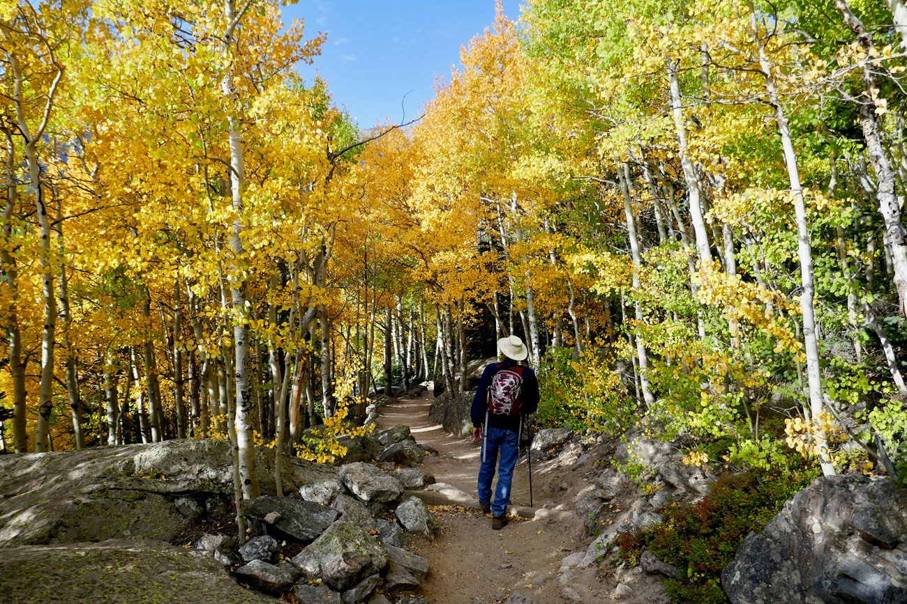 Hiker on Trail to Flattop above Bear Lake with Colorful Aspen Trees in Autumn