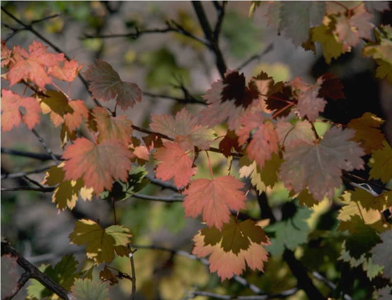 a photo of maple leaves