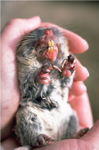 a photo of a pocket gopher