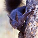 An Abert's squirrel clinging to the side of a tree.