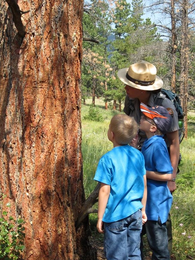 Junior Rangers are looking at a pine tree