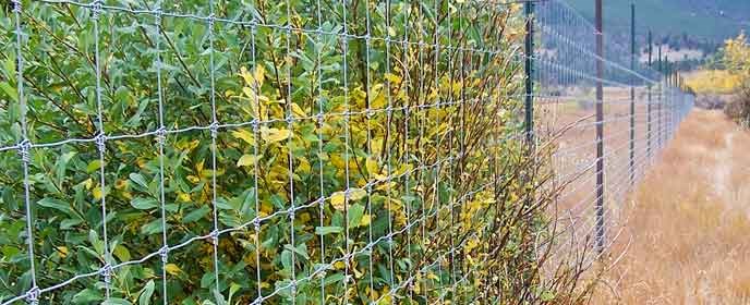 A willow shrub browsed outside an elk fence