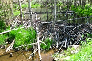 Beaver dam in a riparian aspen stand