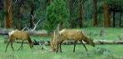 Photo elk grazing in a meadow.