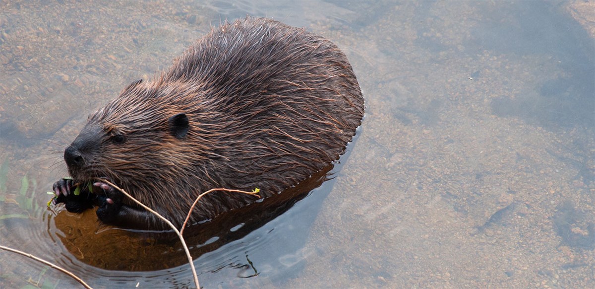 Beavers Rocky Mountain National Park (U.S. National Park Service)